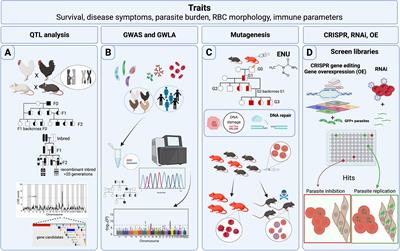 Forward Genetics in Apicomplexa Biology: The Host Side of the Story